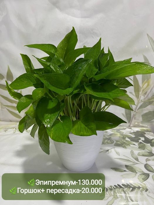 Антуриум, Аглаонема, Эпипренум