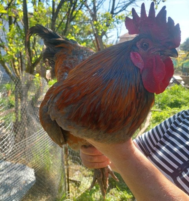 Продавам Петли на 8м