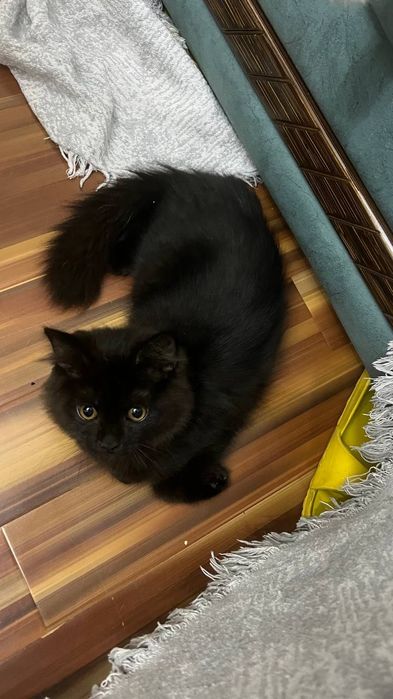 Чёрный котик ищет добрые руки!