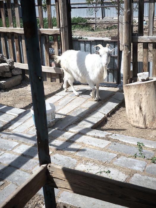 Орыс ешкі буаз сатылады