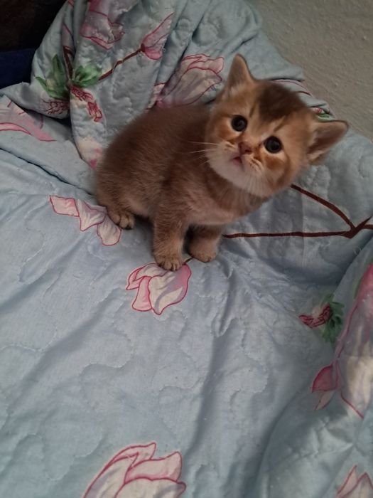 Продам  чистокровных котят