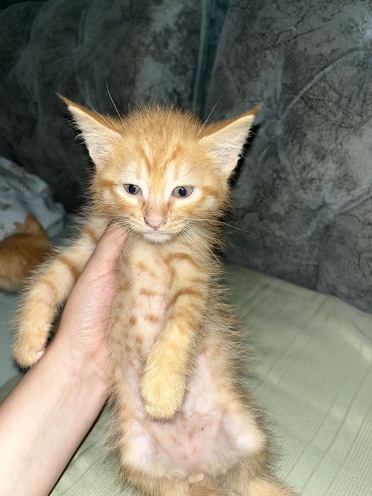 Отдам котяток в доьрые руки