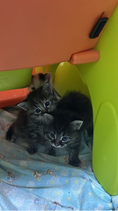 Раздам котят в добрые руки !! 1 мальчик 2 девочки