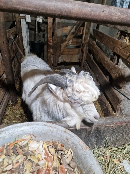 Продойотся Козёл молчной породы