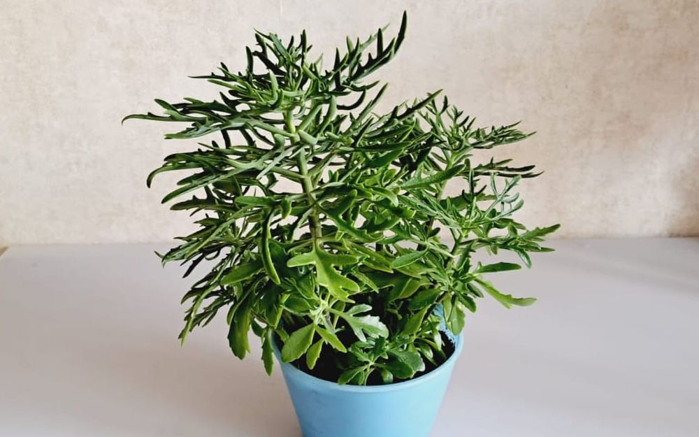 Цветы Цветы Цветы