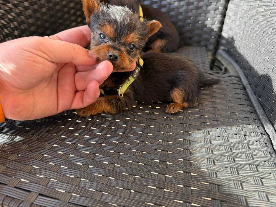 Мини Йоркширски териер