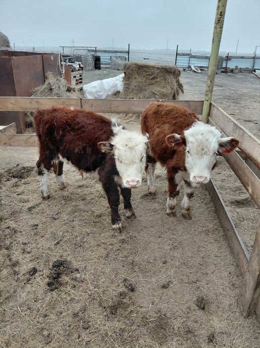 Продам коров и телят