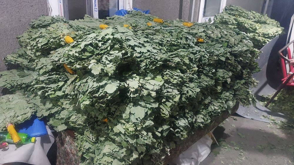 Продам дубовые веники