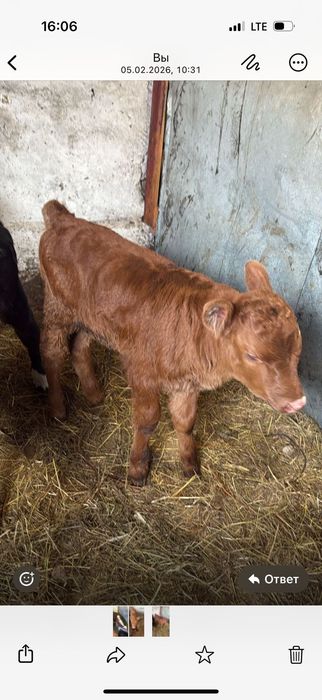 Продам телят телочек 3шт