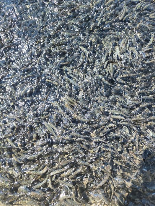 Мальки радужный фогель