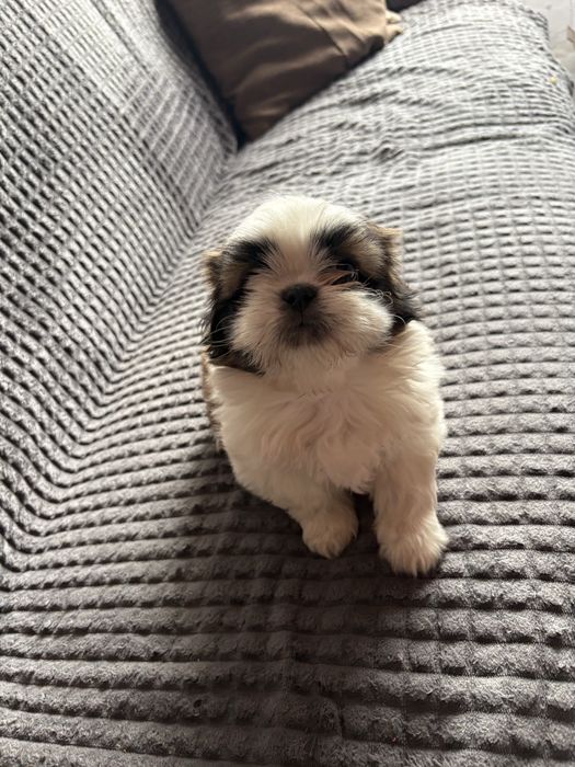 Vand pui shih tzu