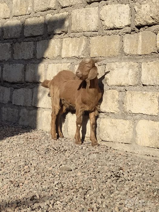 Echki uloqcha bital