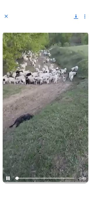 Vând miei mari Vând miei Mari Vând miei Mari  greutate 27-30