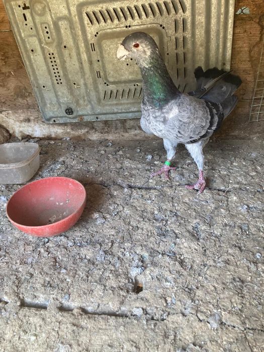 Vand porumbei rasa voiajori germani de frumusete