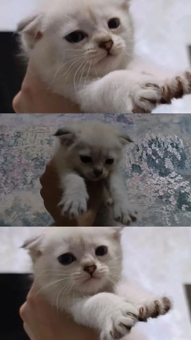 Scottish fold сотилади
