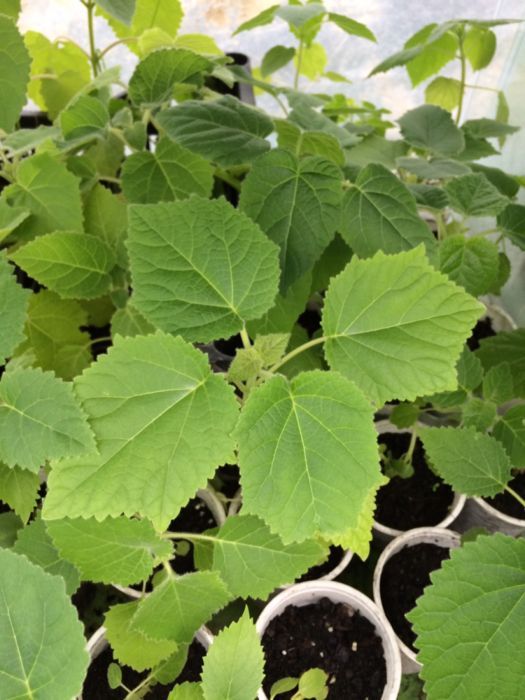 vand paulownia,seminte si rasad pana in august !