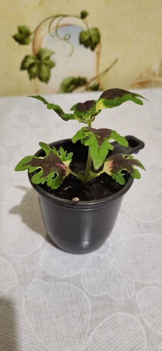 Продам комнатные цветы колеусы
