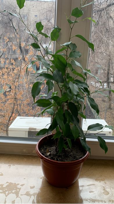 Продаю комнатные цветы