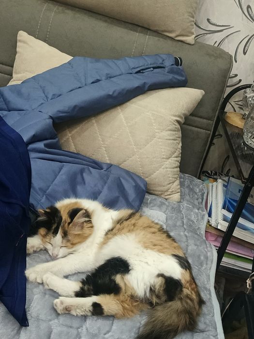 Пристраивается девочка в добрые ручки