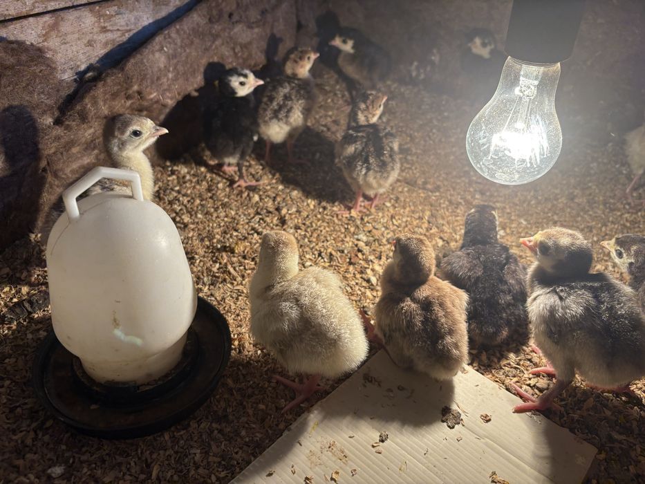 Индюк балапандары