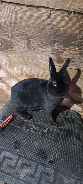 Vănd femela rex pitic negru