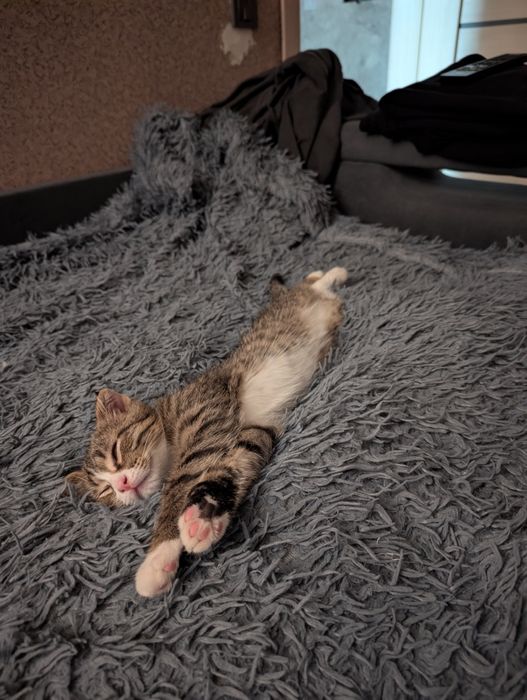 Котёнок 3 месяца мальчик