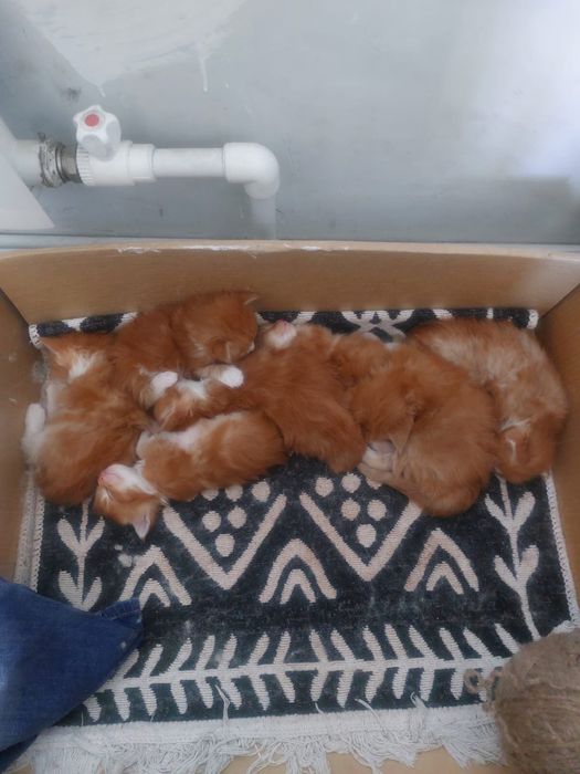 Котята Мейн-куна