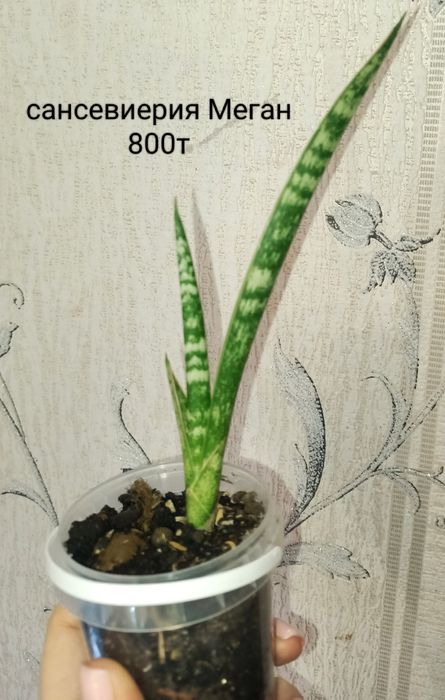 Филодендрон Минарум 5800т