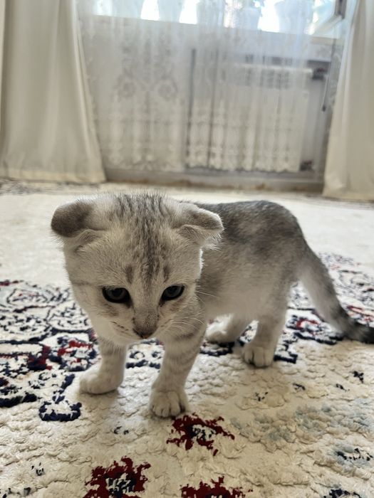 Котенок пародистый