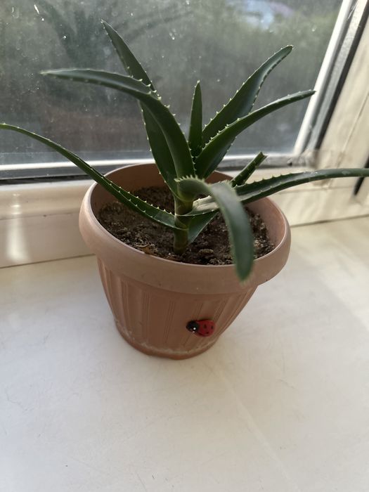 Алоэ лечебный