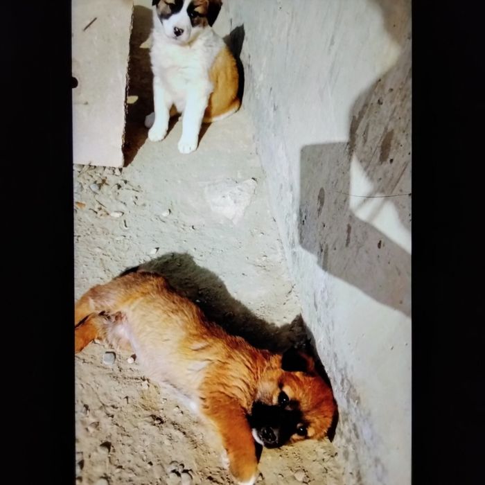 Щенки   2,5мес.порода Гуржи