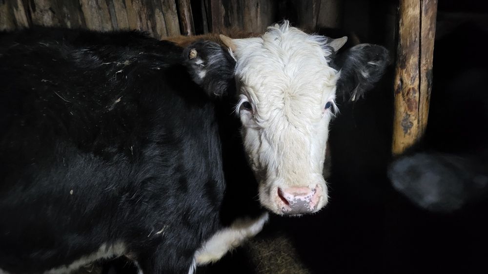 Продам 5бычка и 4тёлочек