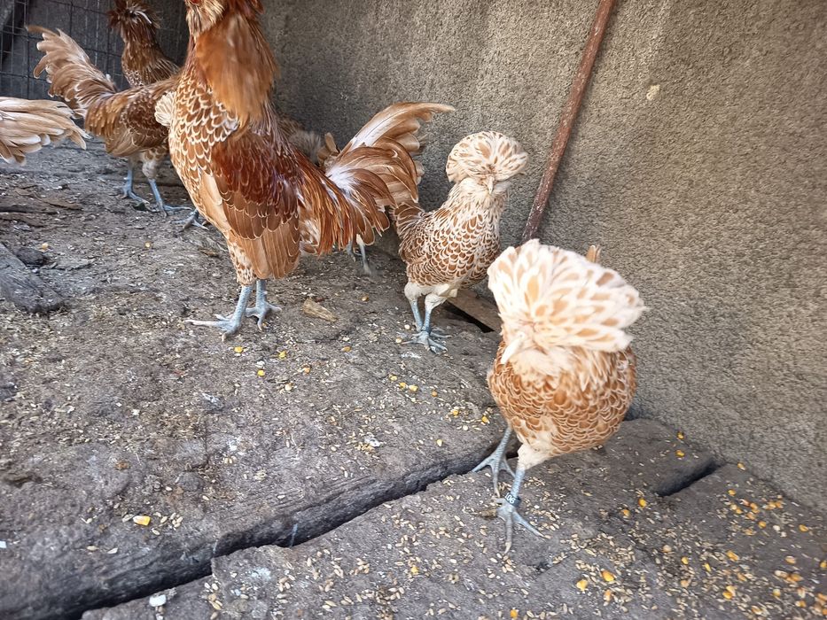 Vand gaini Paduana si bibilici