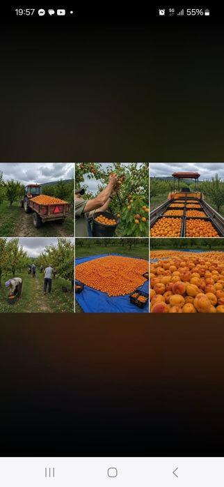 Caise direct dela producător cu preț real aromate parfumate !