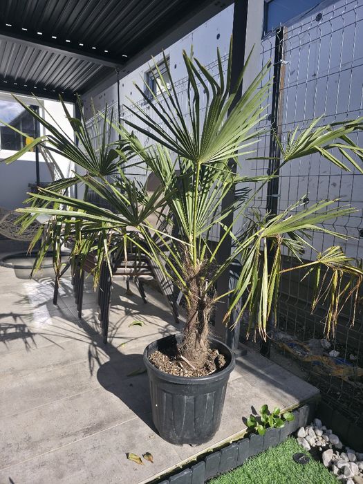 Palmier Trachycarpus