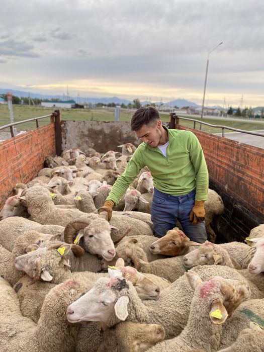 Құрбан айтқа қой меринос гиссар бараны на курбан айт доставка кой