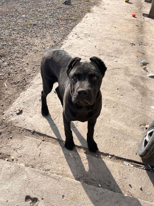 Продается щенок породистый