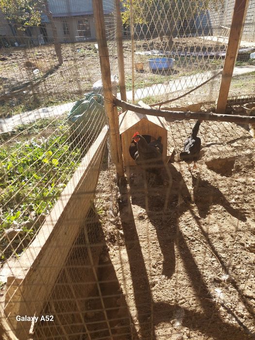 Tovuq uchun tuxum qiladigan in