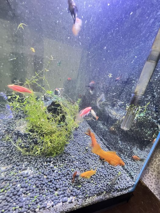 чорнийе Малинези гуппи и други