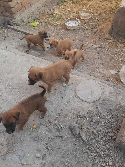 отдам даром щенков