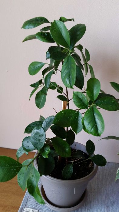 Бенджамин и бенджамин фикус Намалени!