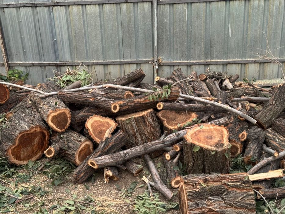 Дрова ветки отын шыбық кесілен бұтақ