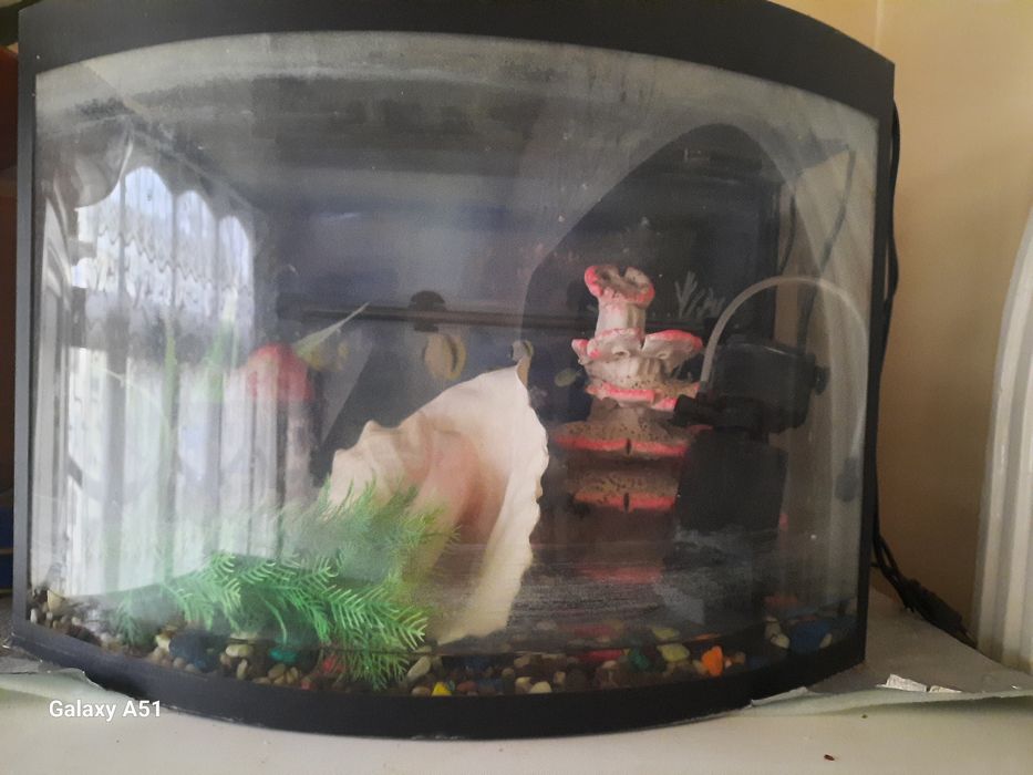 Аквариум для рыбы