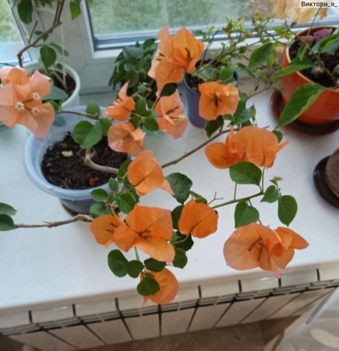 Бугенвилия 5ти расцветок.Комнатные цветы в наличии.