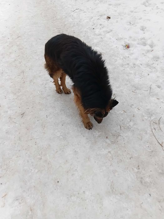 Бродит овчарка в р-не Потанина, сш 10