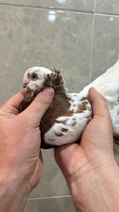 Продам капкана самца