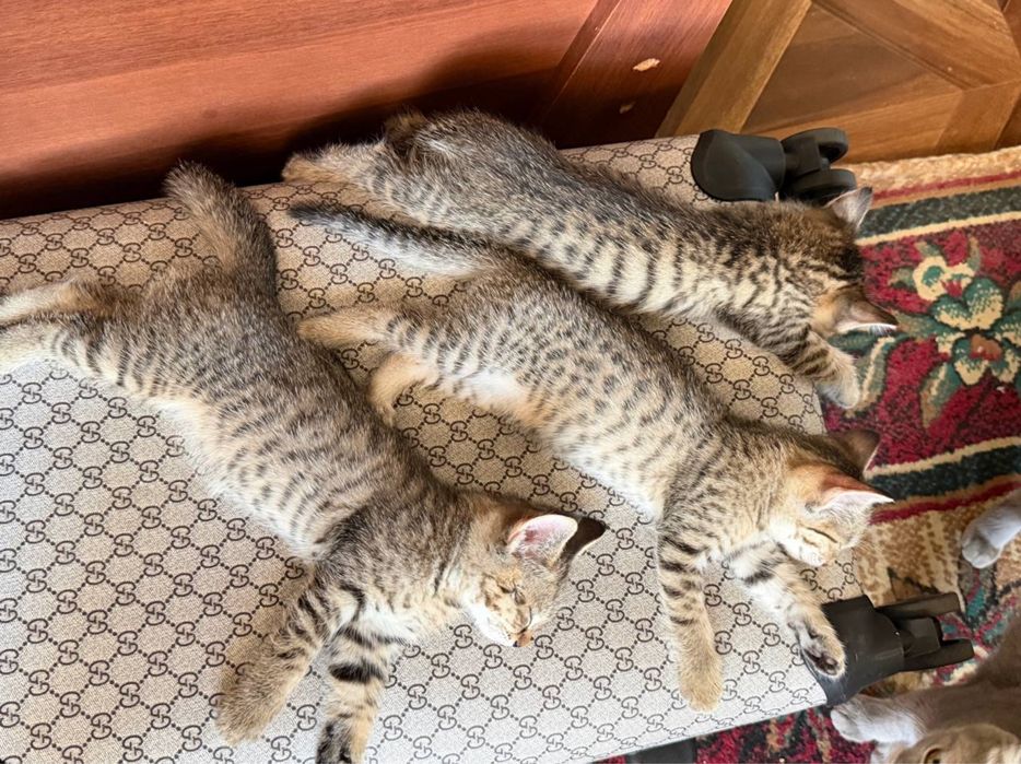 Котята ищут добрый и любящий дом