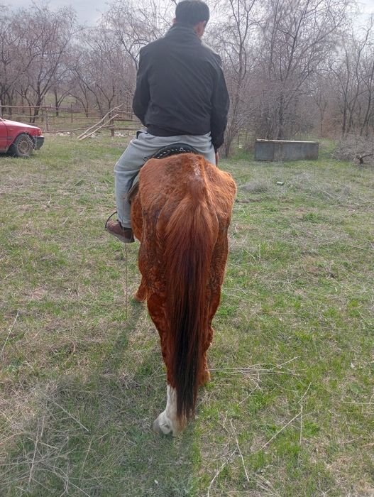 Продам кабылу жеребая