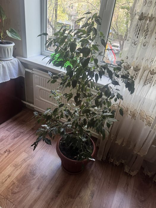 Продам растенение офисное