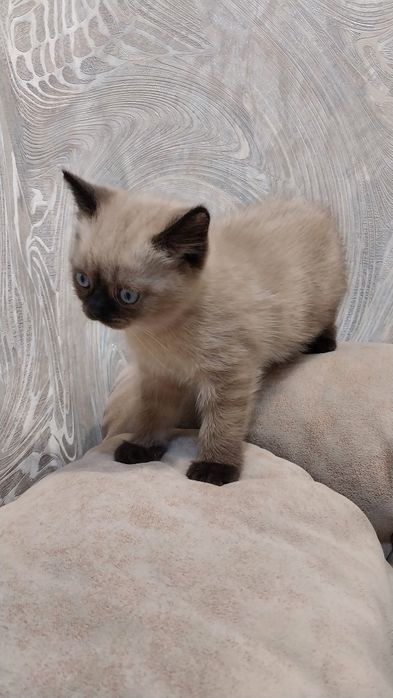 Чистокровный котенок